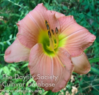 Daylily Rare Breed
